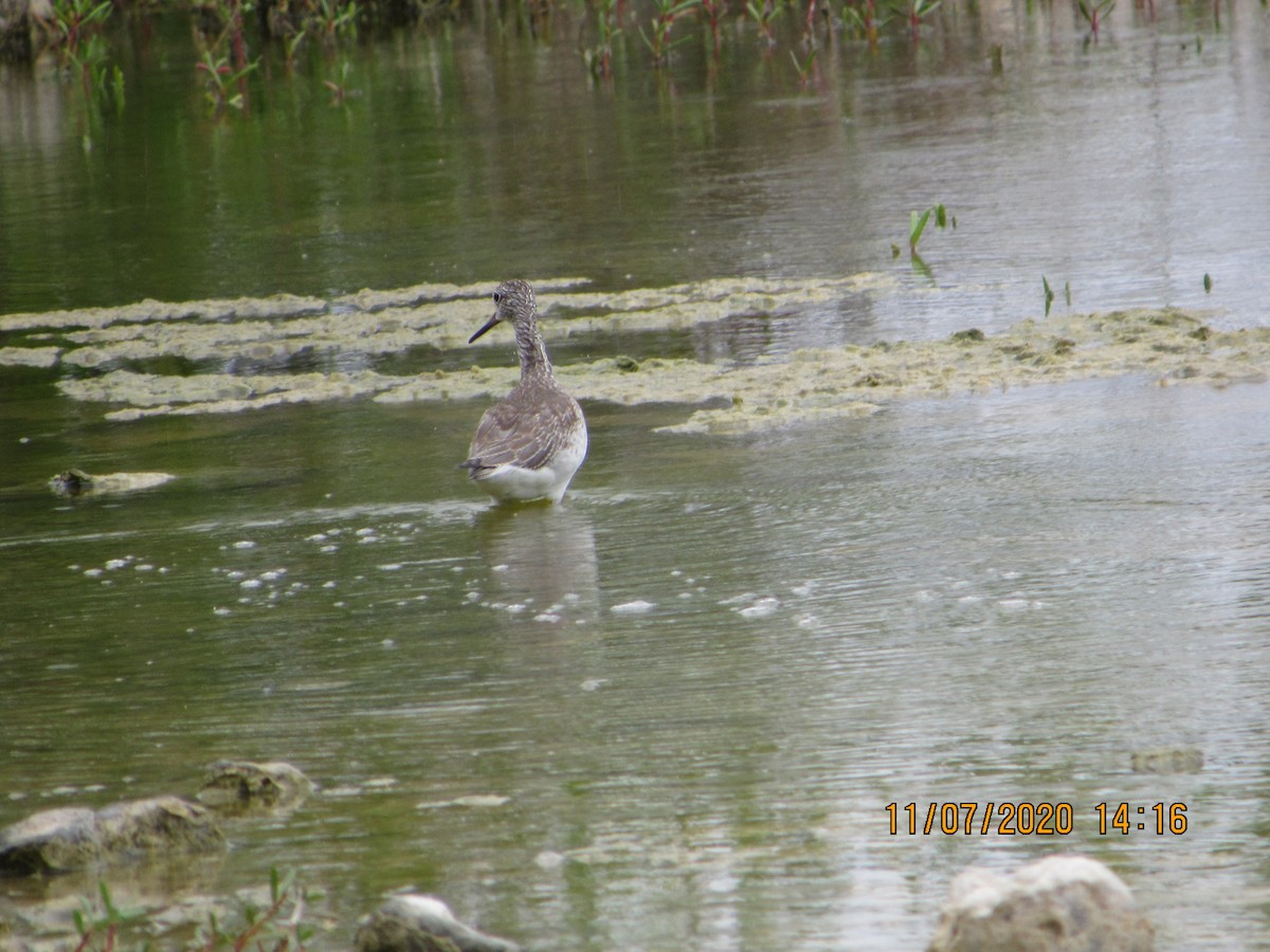 Greater Yellowlegs - ML278320341