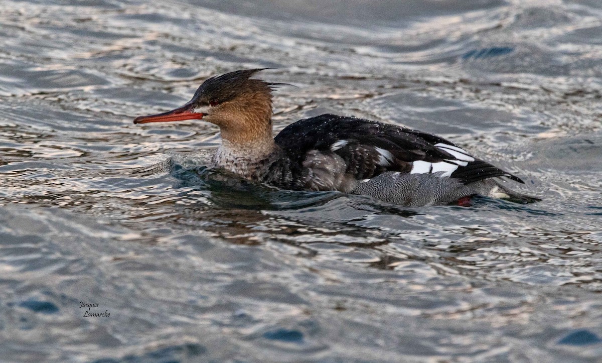 Red-breasted Merganser - Jacques Lamarche