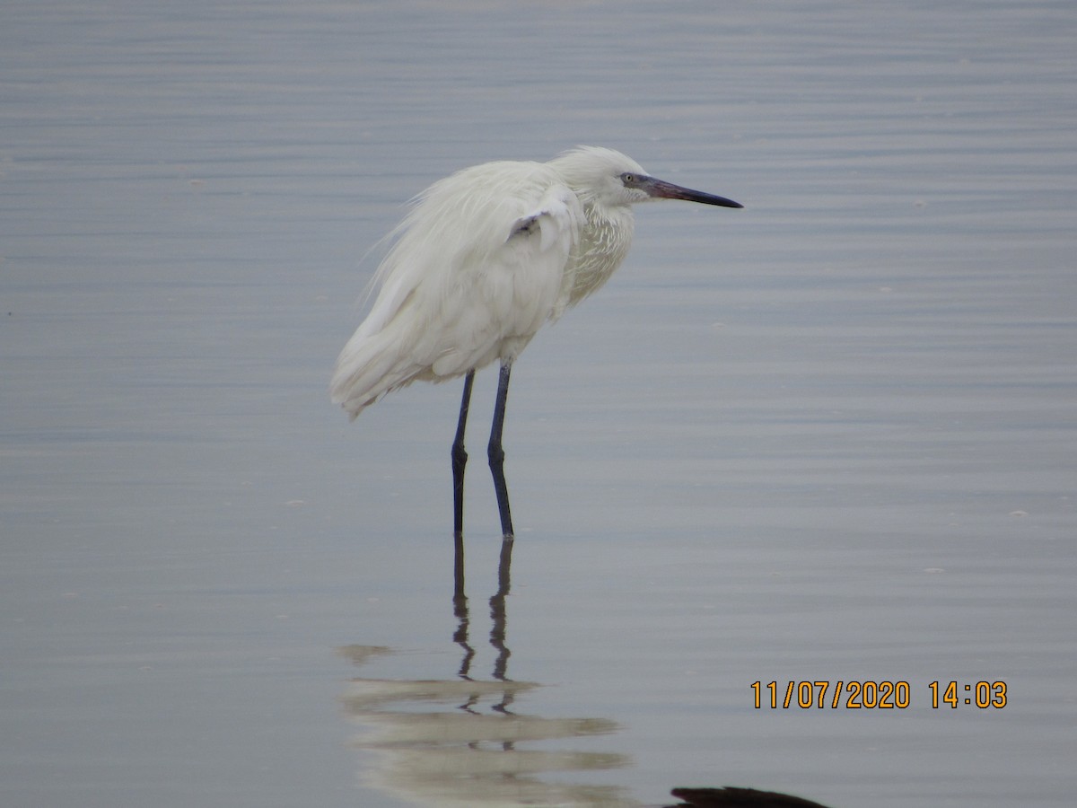 Reddish Egret - Vivian F. Moultrie