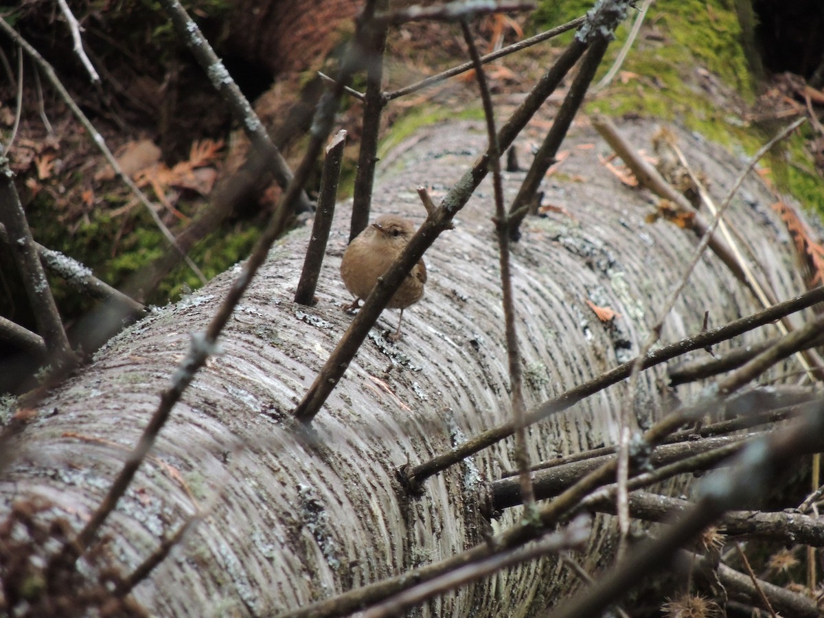 Troglodyte des forêts - ML278321571