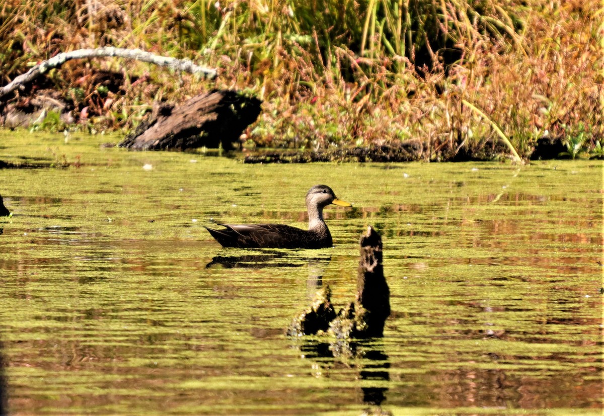 American Black Duck - ML278321721