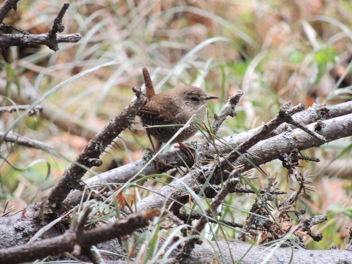 Winter Wren - ML278321731