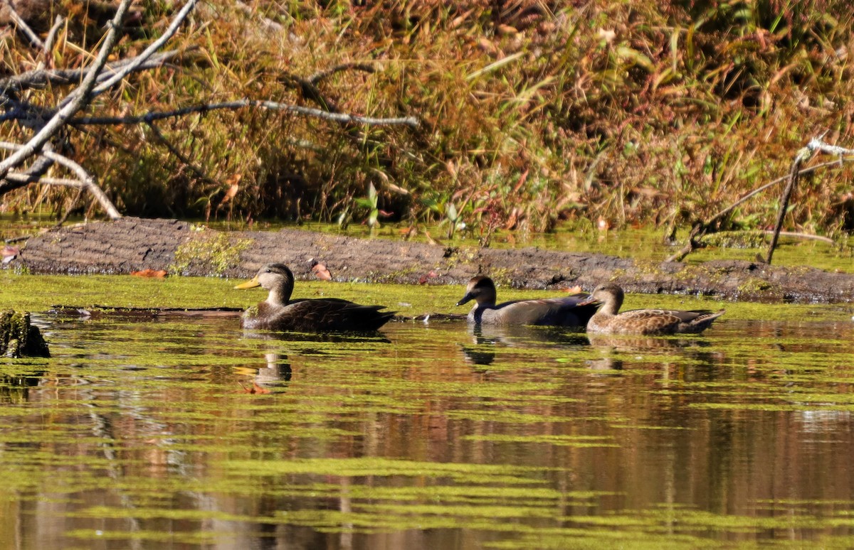 アメリカガモ - ML278321791