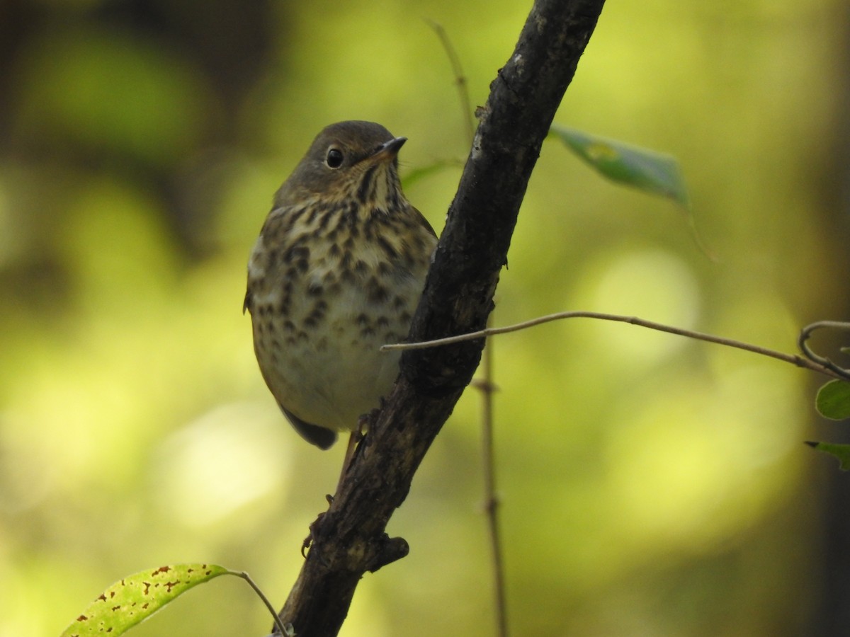 Hermit Thrush - ML278324521