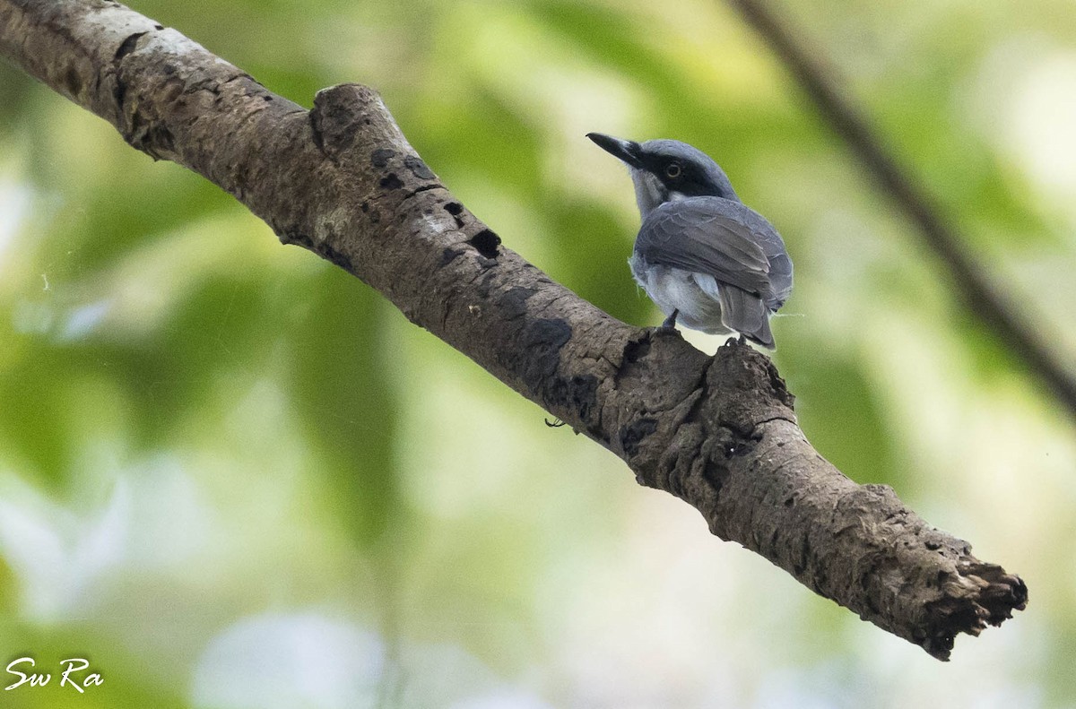 Malabar Woodshrike - Swetha Krishna