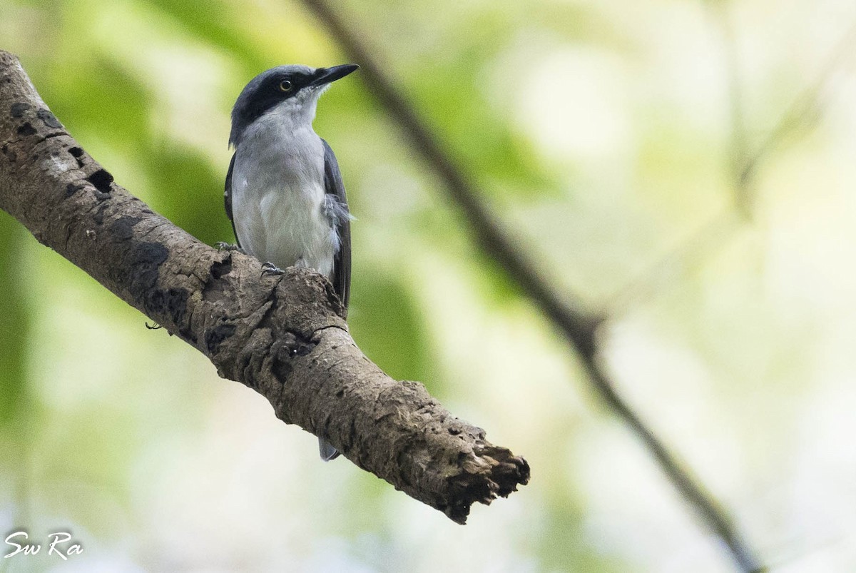 Malabar Woodshrike - Swetha Krishna