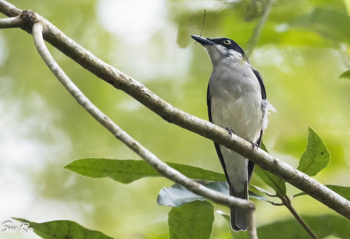 Malabar Woodshrike - Swetha Krishna
