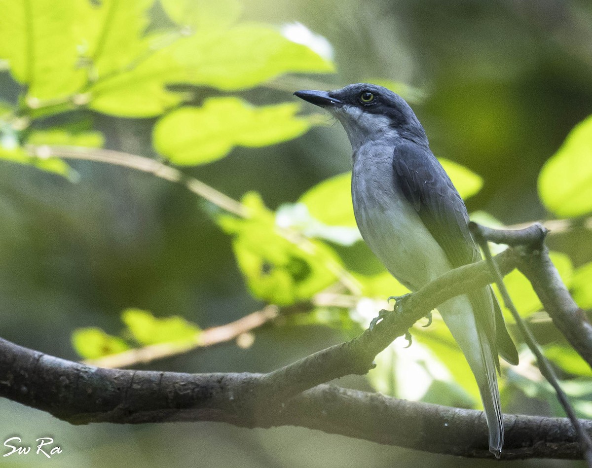 Malabar Woodshrike - Swetha Krishna
