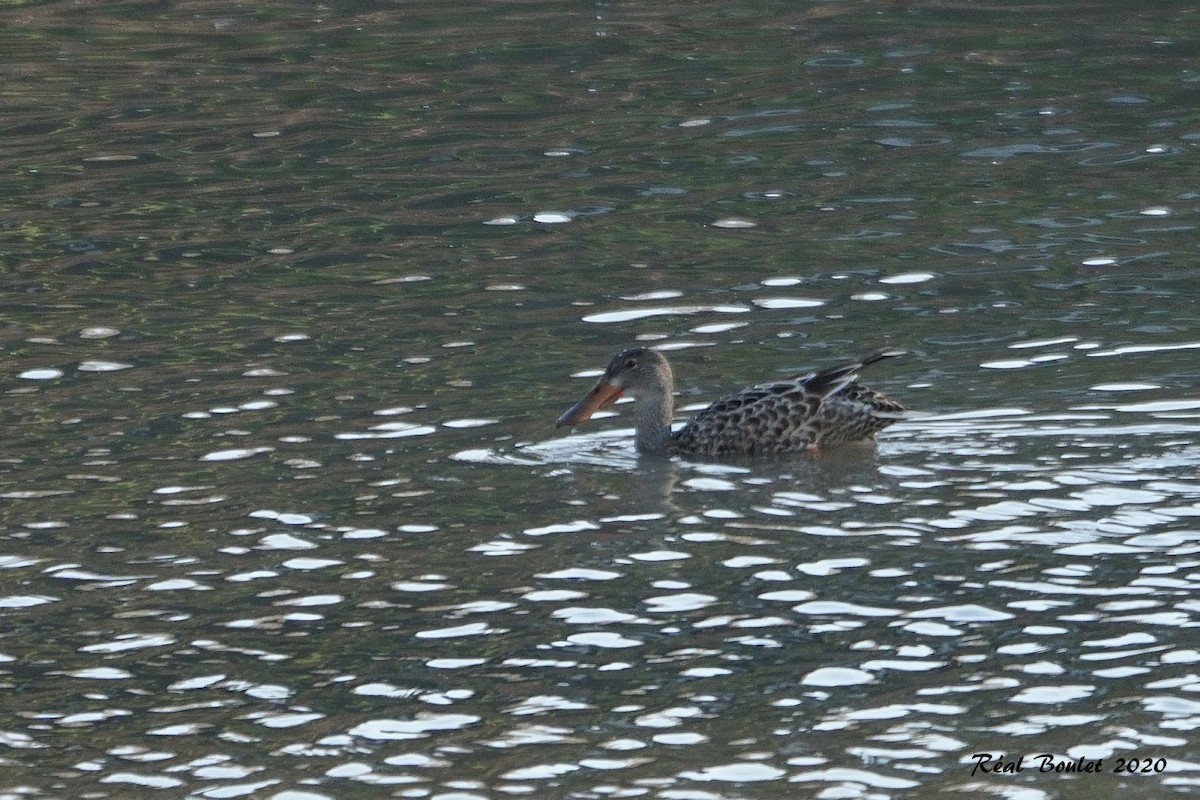 Northern Shoveler - ML278328851