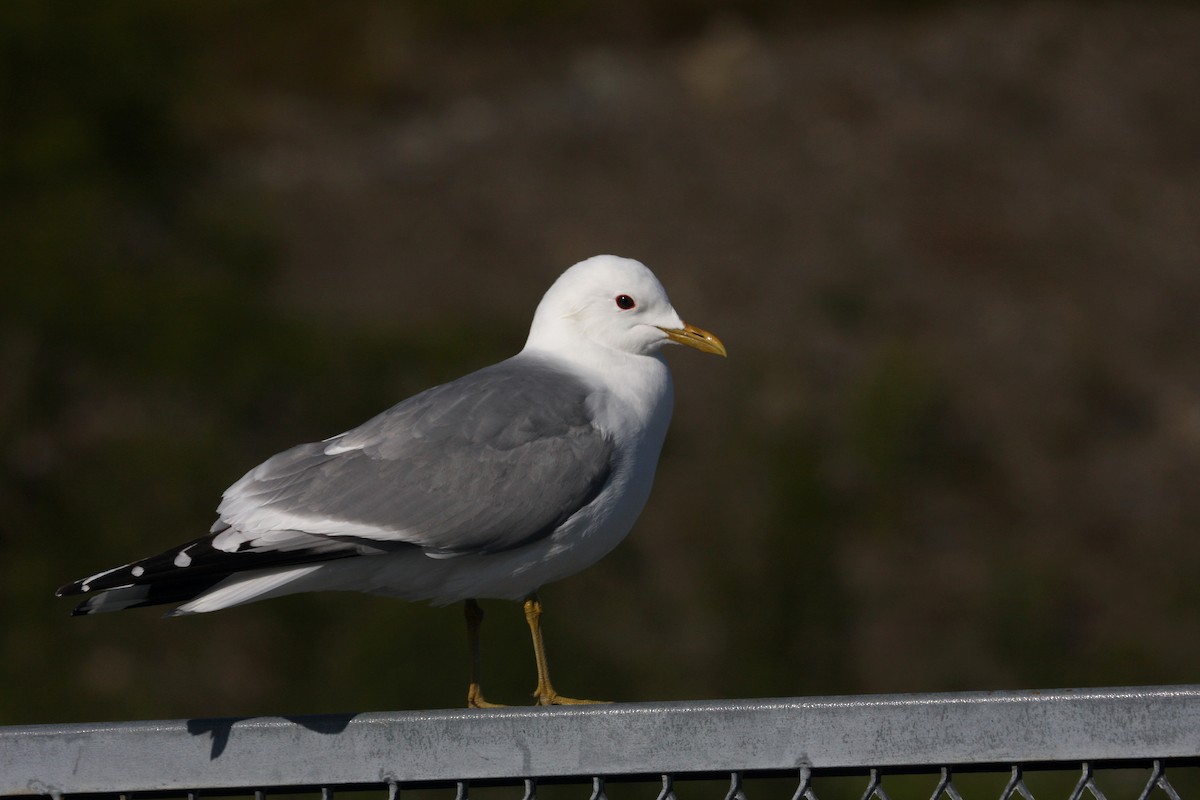 Common Gull - ML278329441