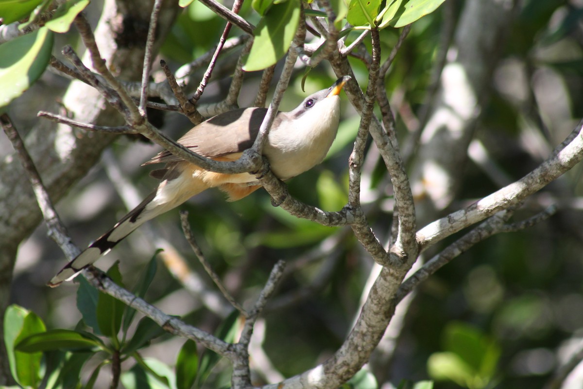 Mangrove Cuckoo - David Stobbe🦜