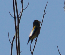 Evening Grosbeak - ML278330301