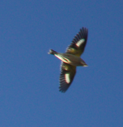 Evening Grosbeak - ML278330311