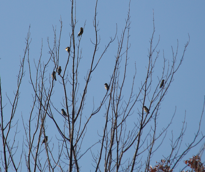 Evening Grosbeak - ML278330321