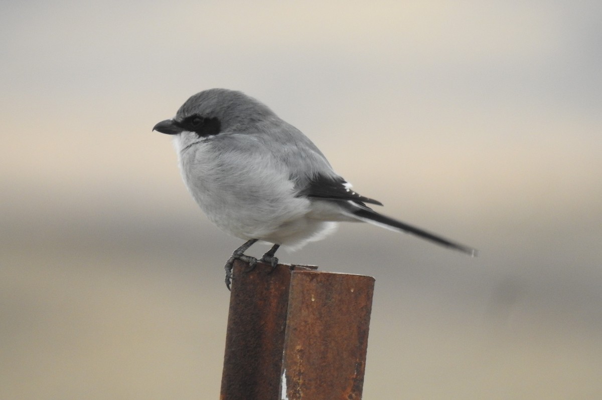 Loggerhead Shrike - ML278330331