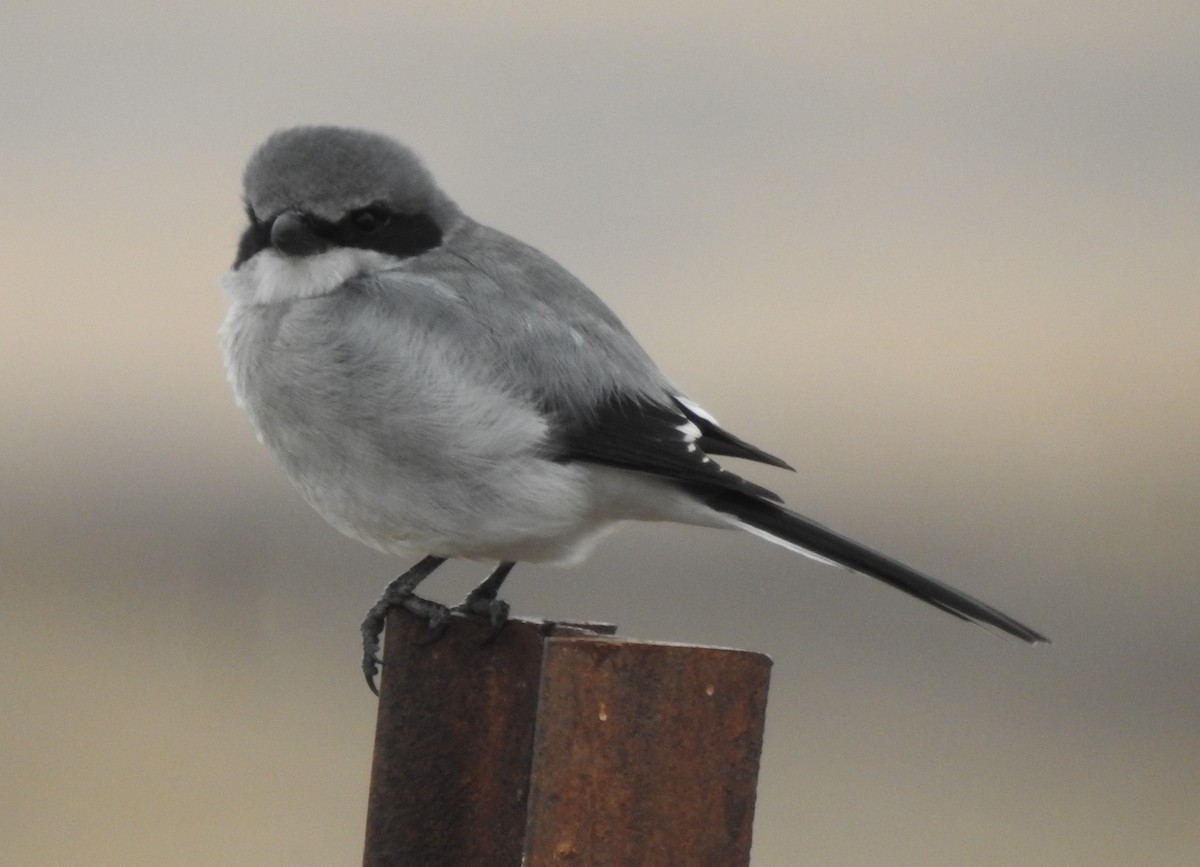 Loggerhead Shrike - ML278330351