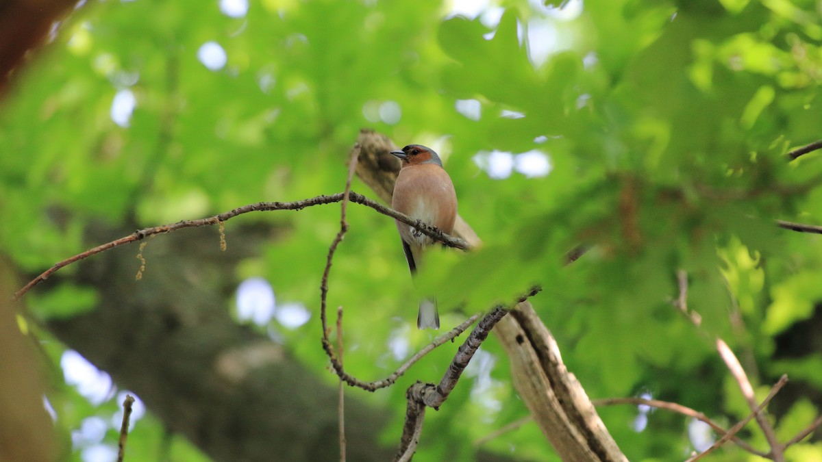 Common Chaffinch - ML278330501