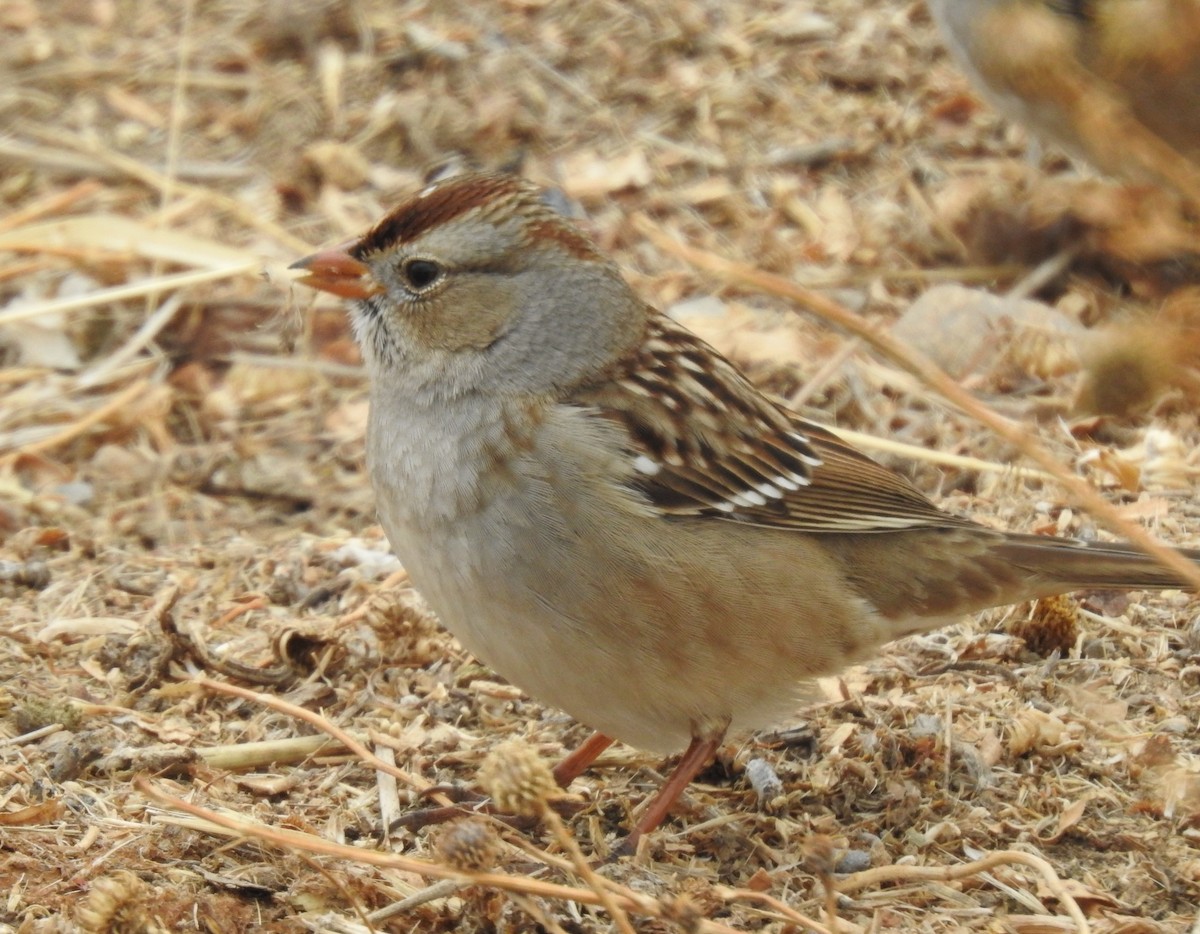 White-crowned Sparrow - ML278330531
