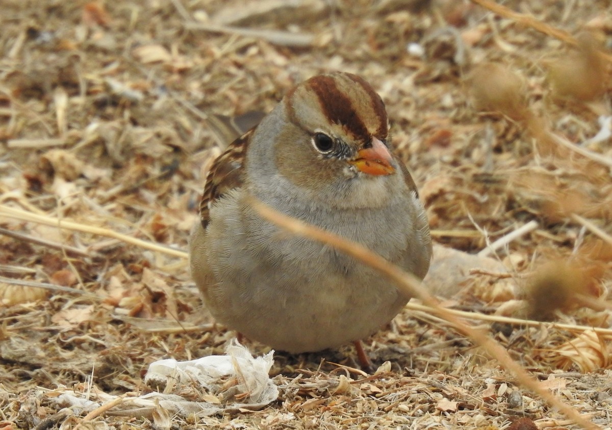 White-crowned Sparrow - ML278330551