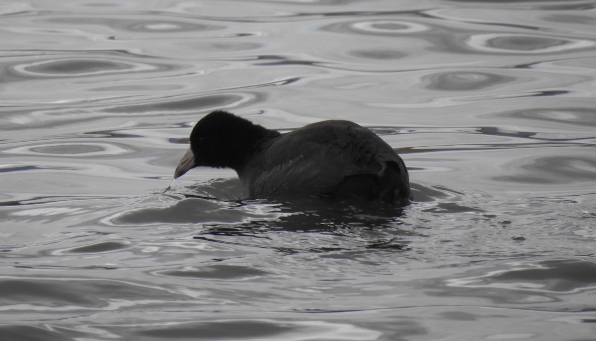 American Coot - ML278330781