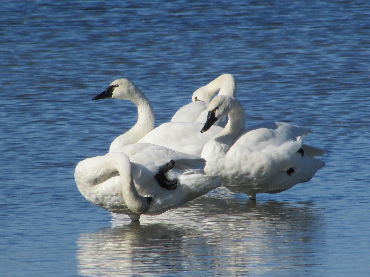 Tundra Swan (Whistling) - ML278331301