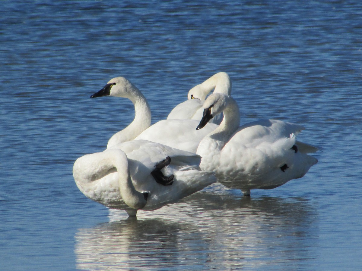 Cygne siffleur (columbianus) - ML278331301