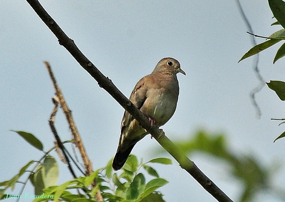 Plain-breasted Ground Dove - Juan Escudero