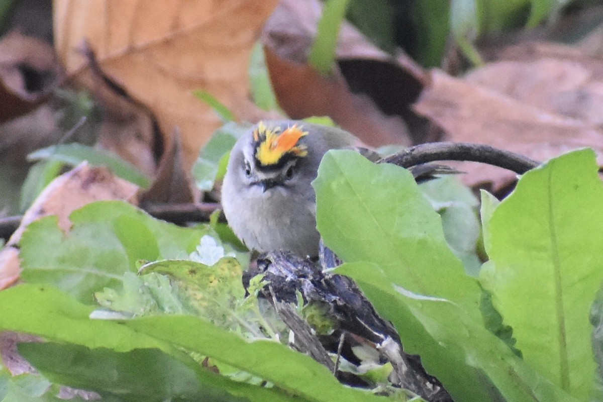 Golden-crowned Kinglet - ML278332351