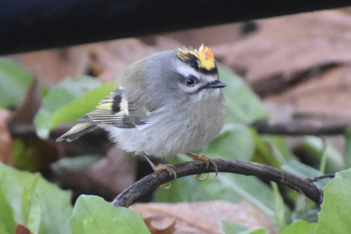 Golden-crowned Kinglet - ML278332371