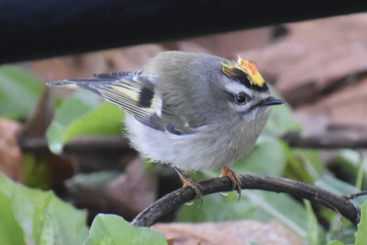 Roitelet à couronne dorée - ML278332381