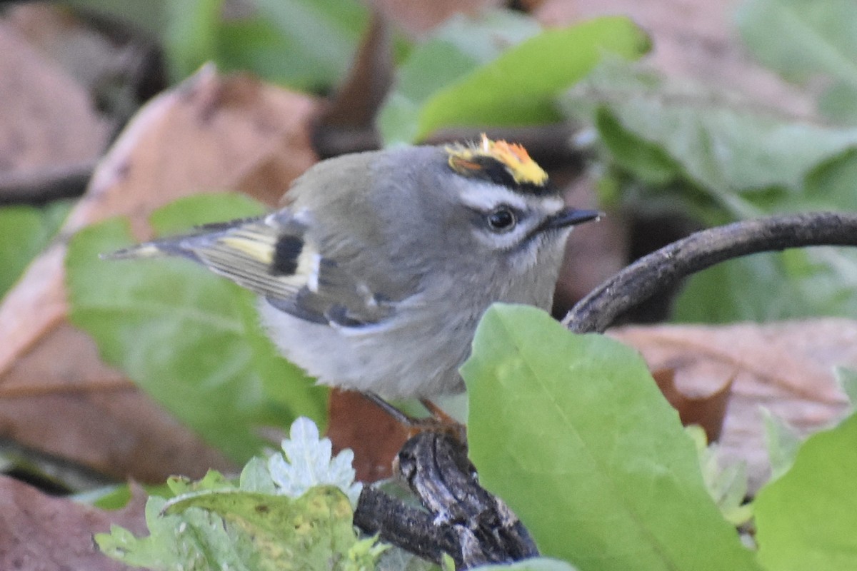 Golden-crowned Kinglet - Nathan O'Reilly