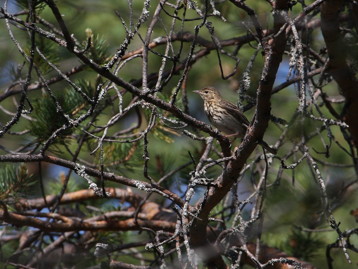 Tree Pipit - Thomas Galewski