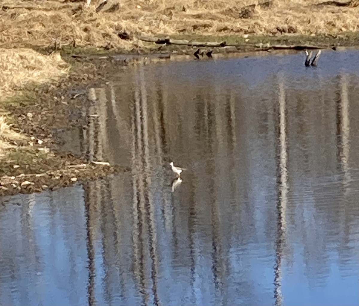 Lesser Yellowlegs - ML278336031