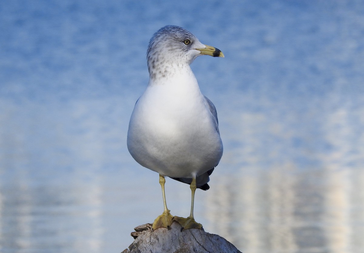 Ring-billed Gull - ML278336531