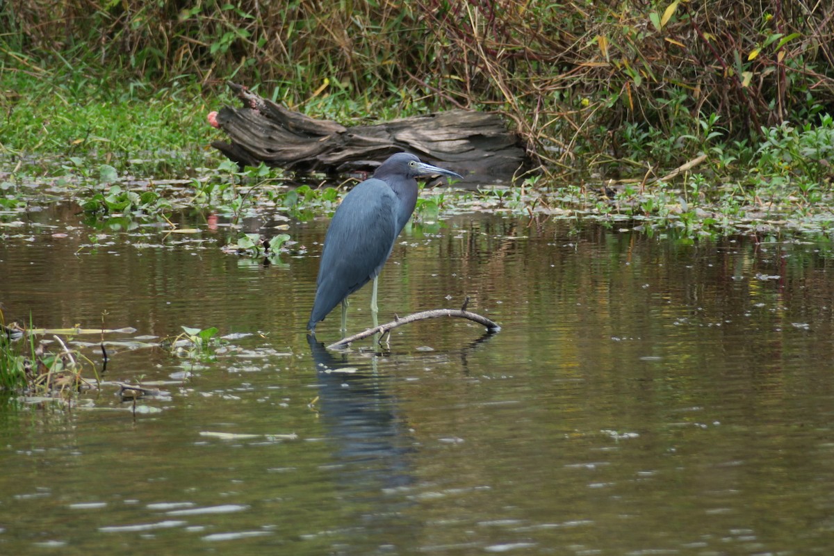 Little Blue Heron - ML278342981