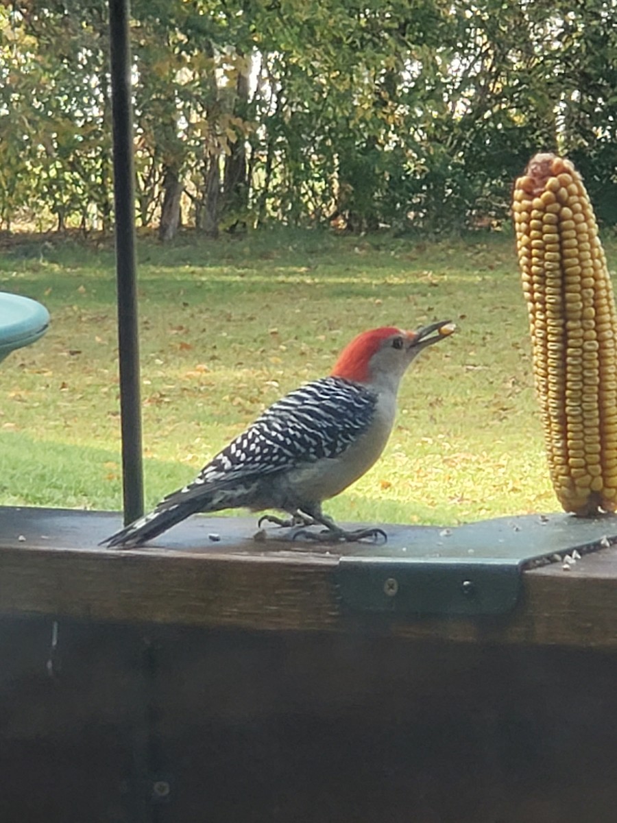 Red-bellied Woodpecker - ML278343811