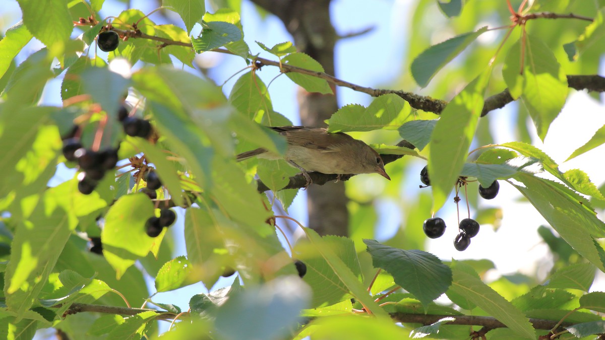 Eurasian Blackcap - ML278344941