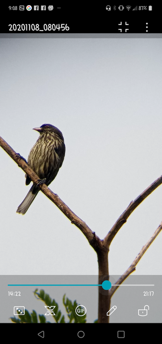 ub. spurvefugl (Passeriformes sp.) - ML278345511