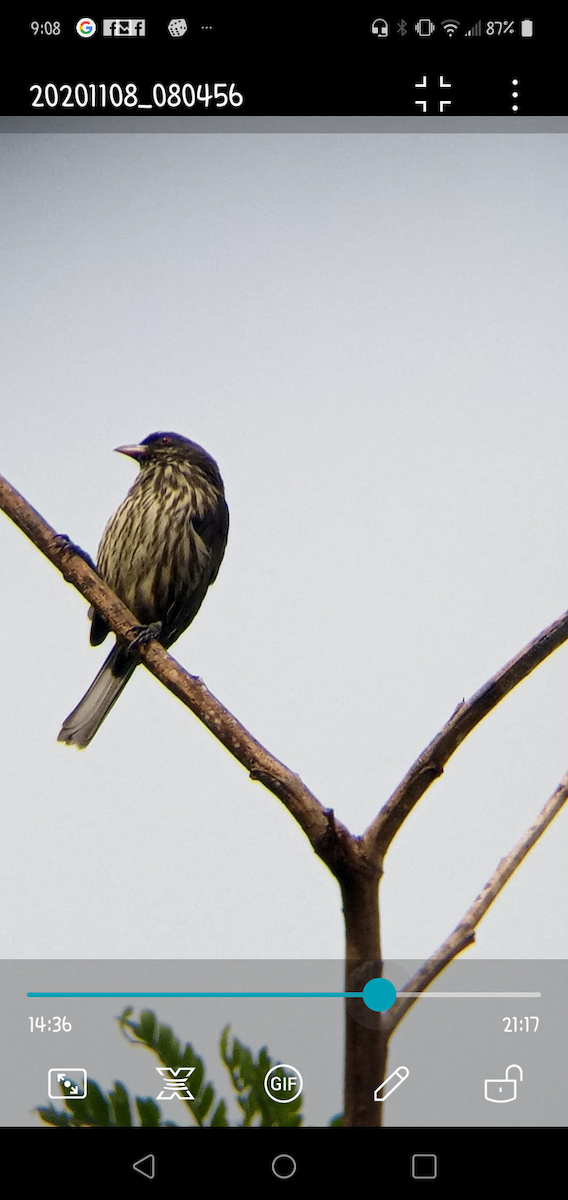 ub. spurvefugl (Passeriformes sp.) - ML278345591