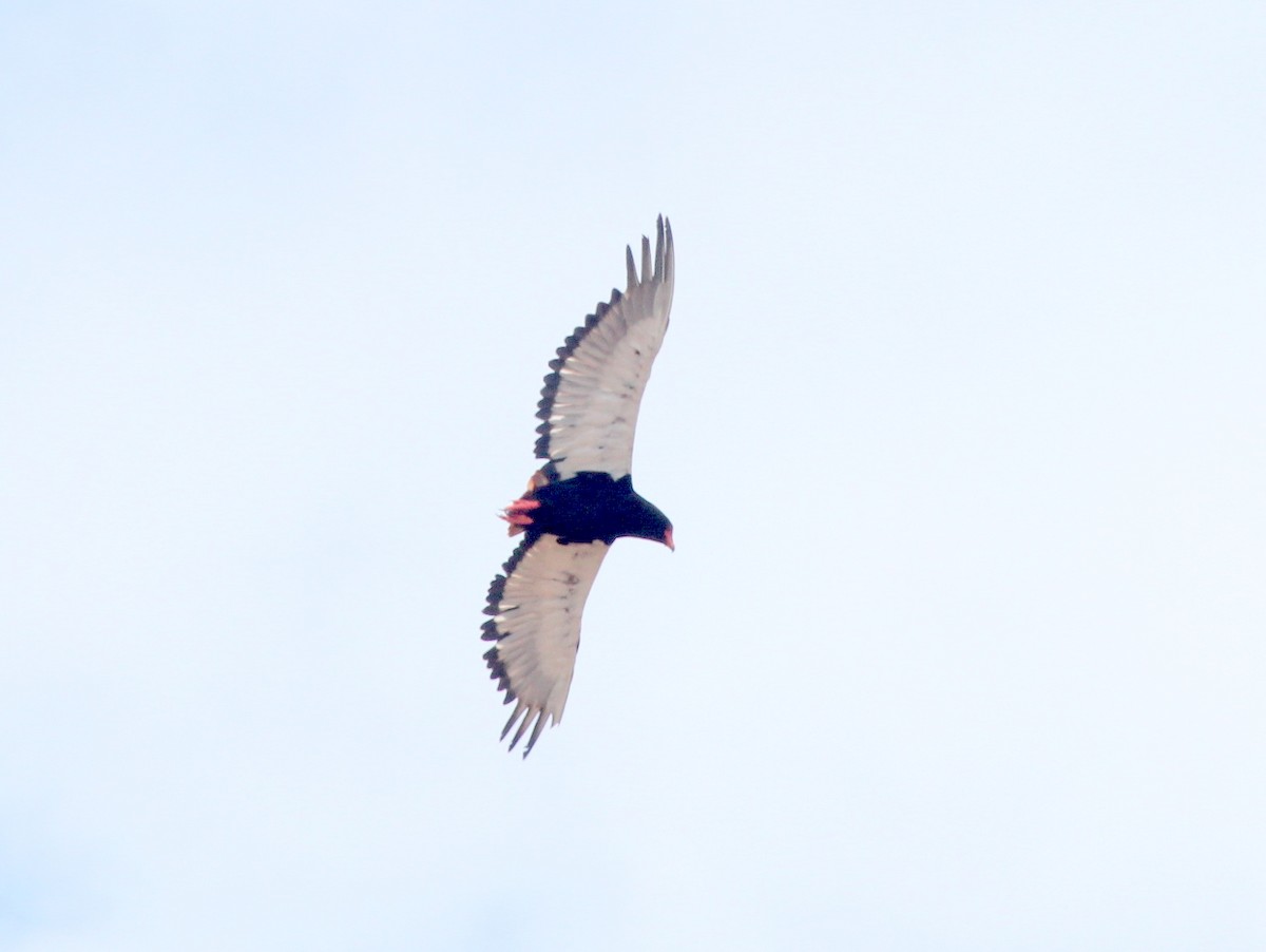 Bateleur des savanes - ML278349241