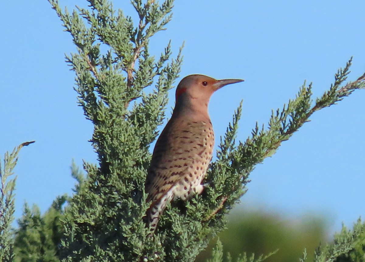 Northern Flicker (Yellow-shafted) - Karen Lebing