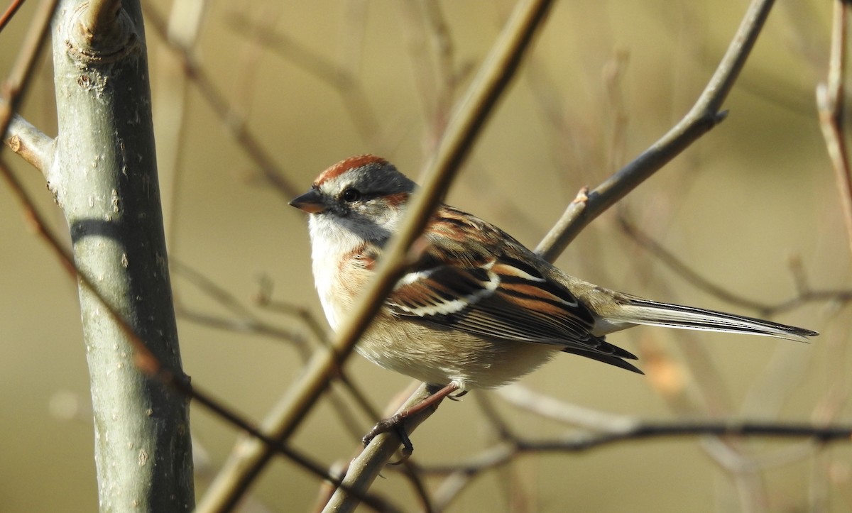 American Tree Sparrow - ML278349981