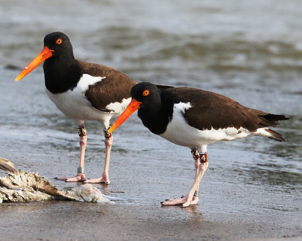 American Oystercatcher - Dennis Cooke