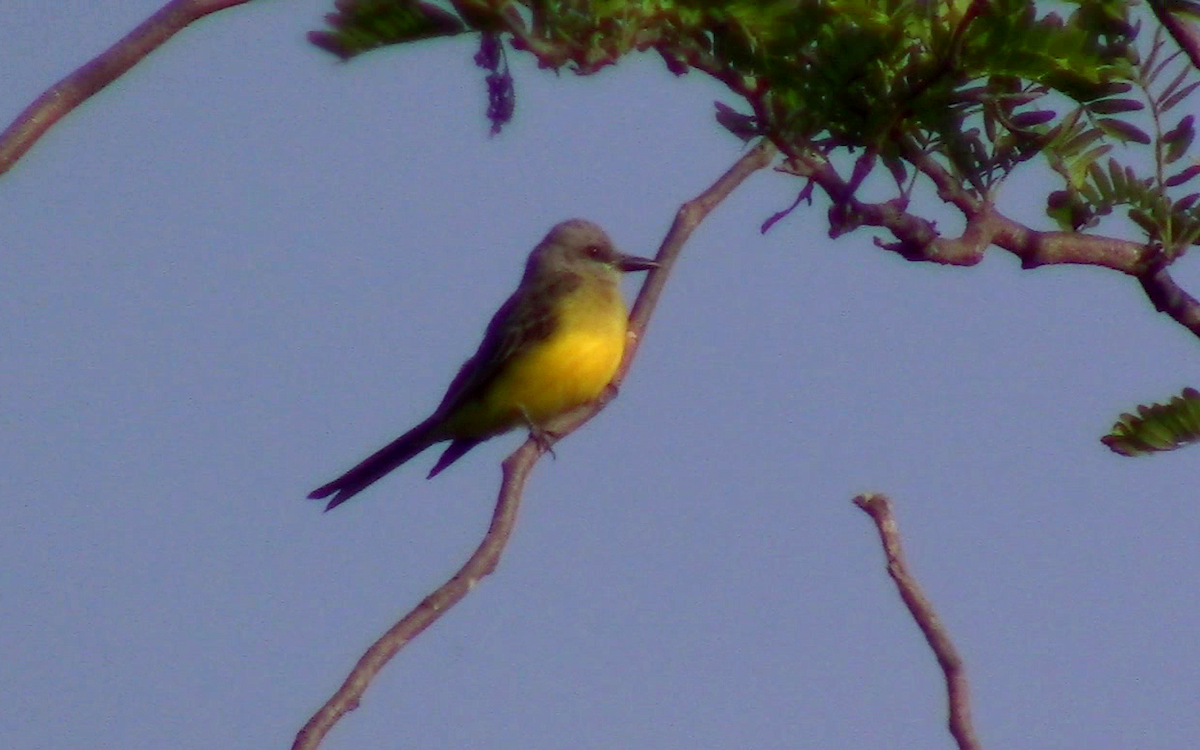 Tropical Kingbird - ML278350631