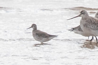 Red Knot - ML278350981