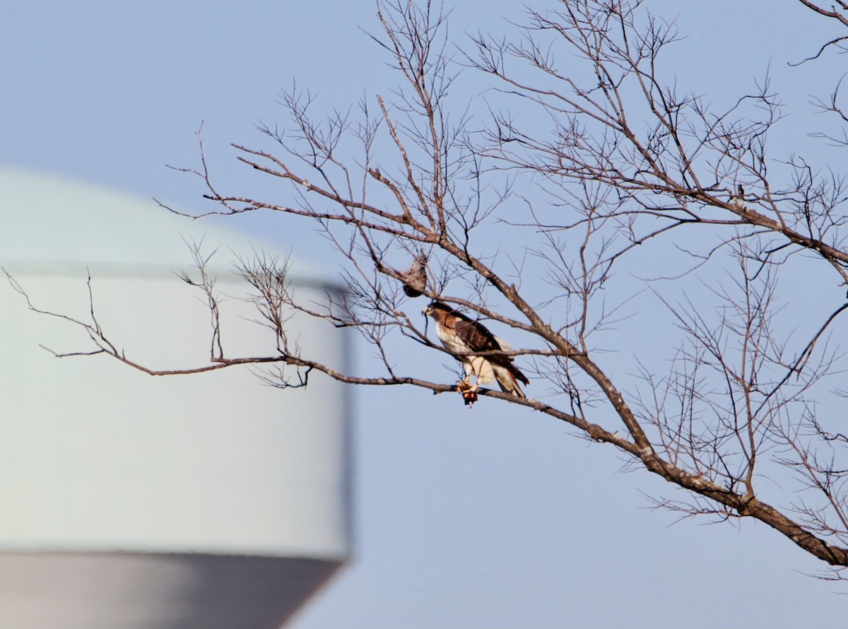 Red-tailed Hawk - ML278351981