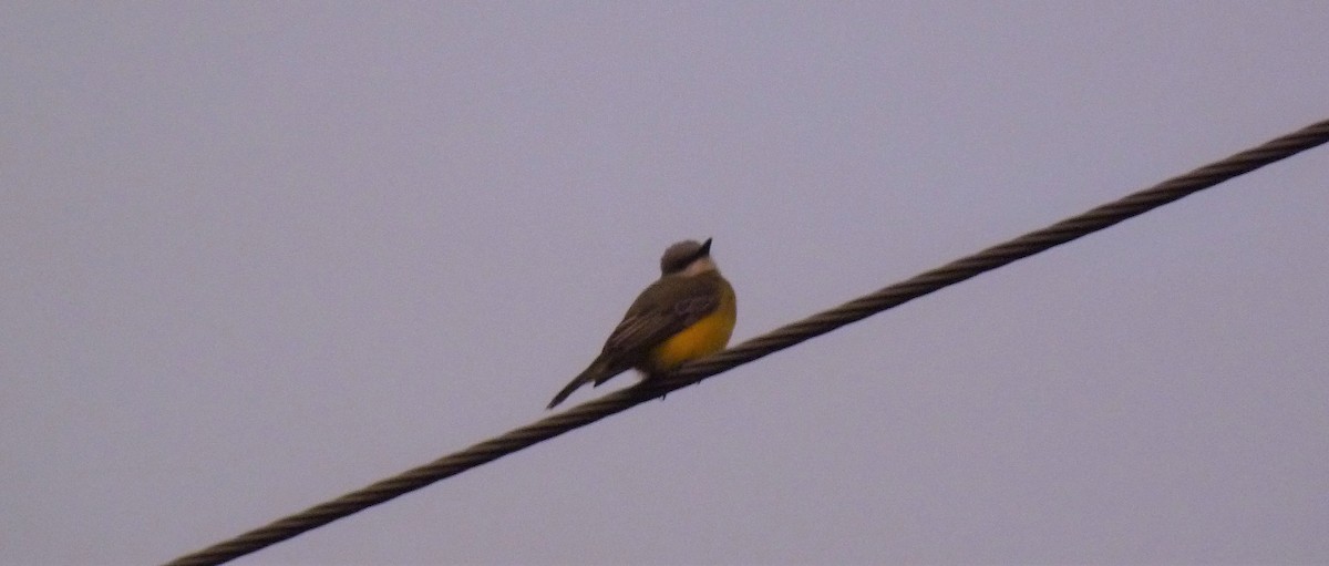 Tropical Kingbird - ML278353831