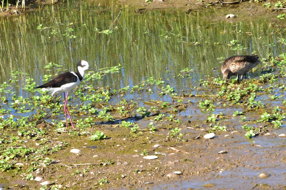 Black-necked Stilt - ML278356181