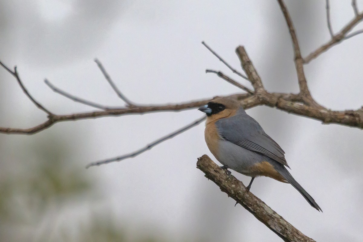 Cinnamon Tanager - Gabriel Bonfa