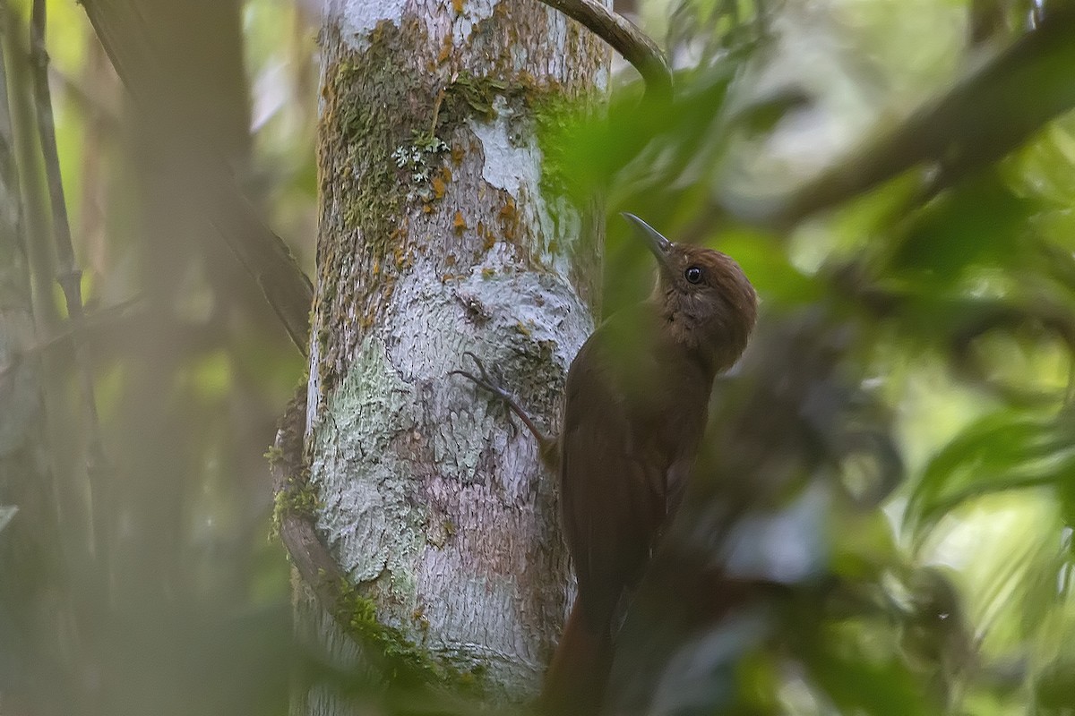 Plain-winged Woodcreeper - ML278356511